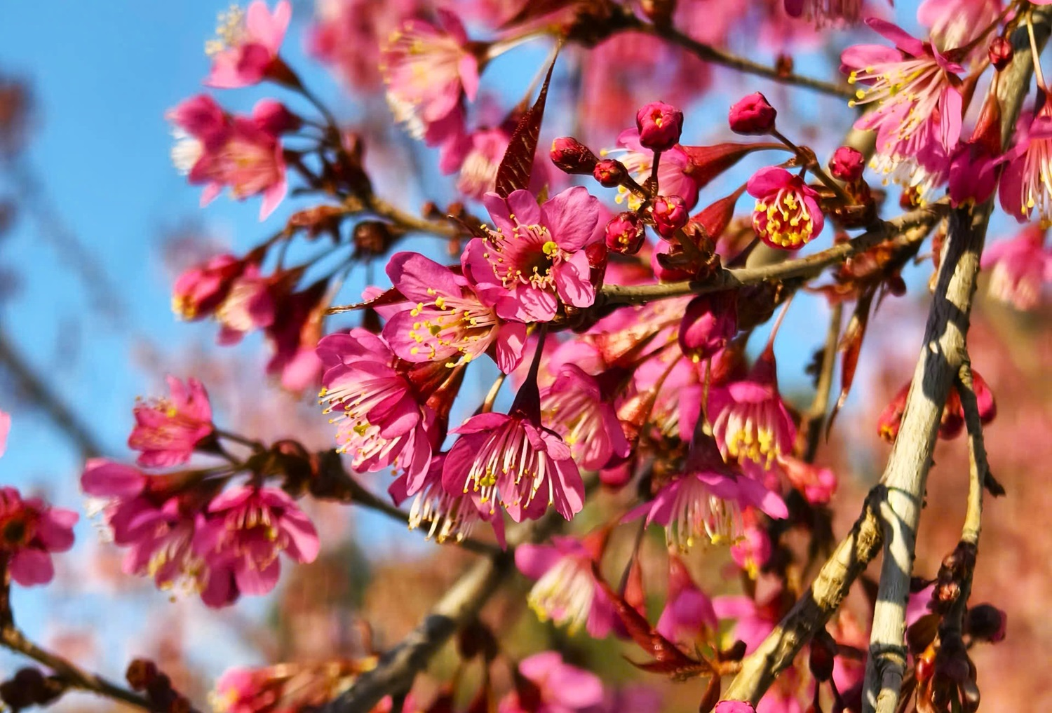 Rực rỡ sắc hoa anh đào trên cao nguyên đá Hà Giang